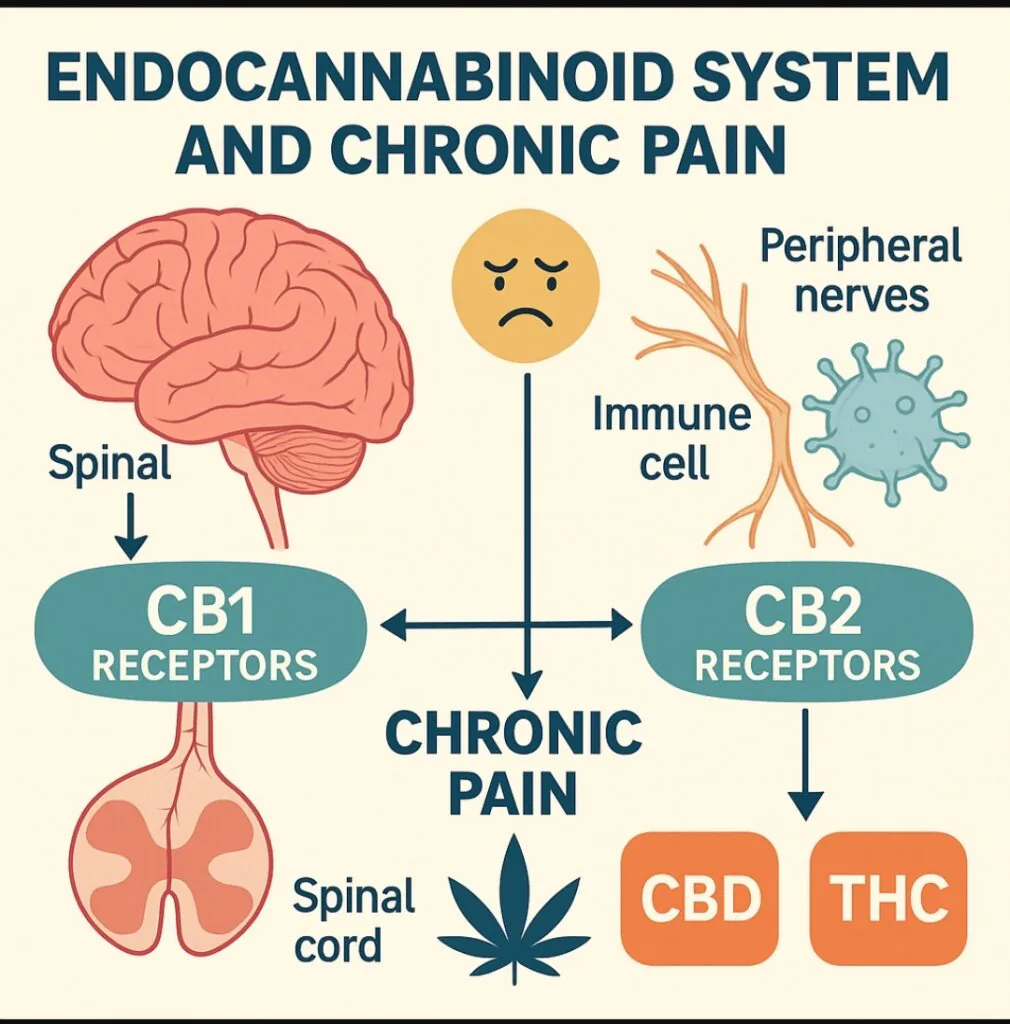 Sistema Endocanabinoide e os principais Fitocanabinoides